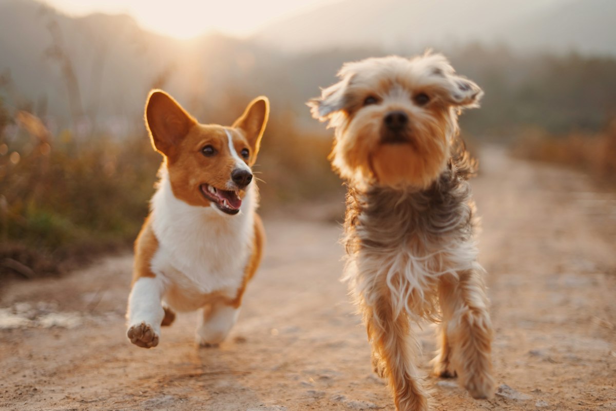 Two dogs running across a green field