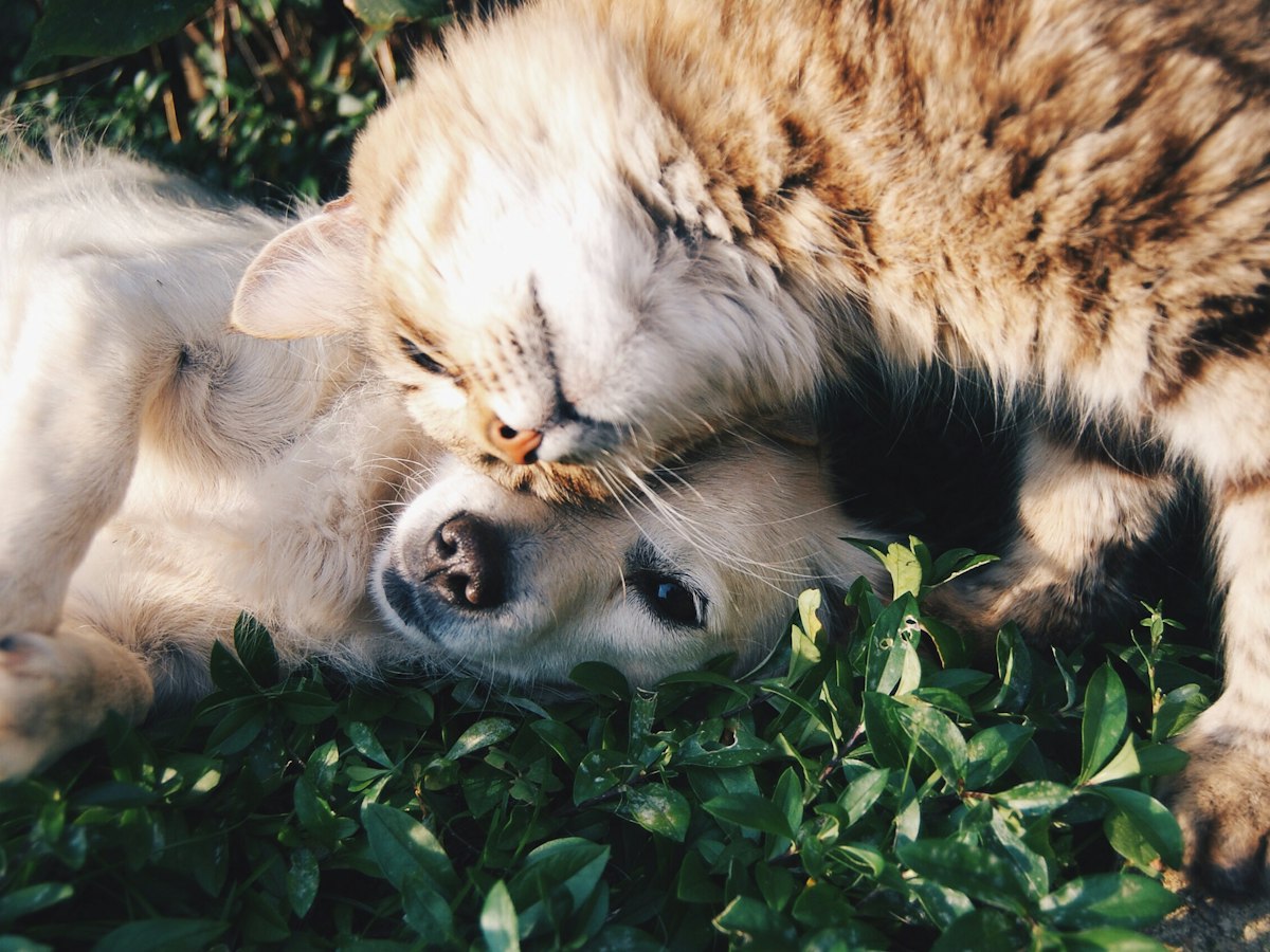 Person sitting in the grass with a happy dog